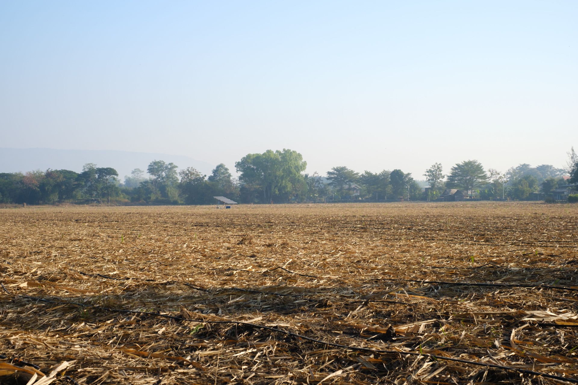 Harvested sugarcane fields are used for agricultural purposes.